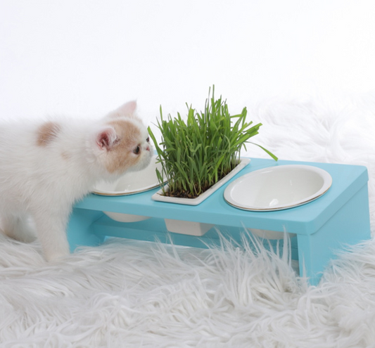 Inclined Cat Bowls